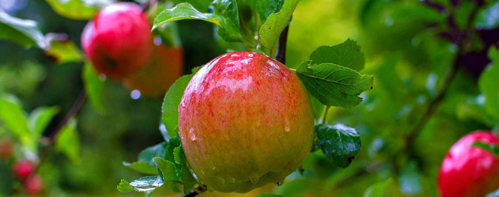 Plant And Fruit Tree Store -Plant And Fruit Tree Store dghdh