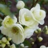 Double Take Eternal Whiteâ„¢ Flowering Quince 2 Double Take Eternal Whiteâ„¢ Flowering Quince -Plant And Fruit Tree Store dtew