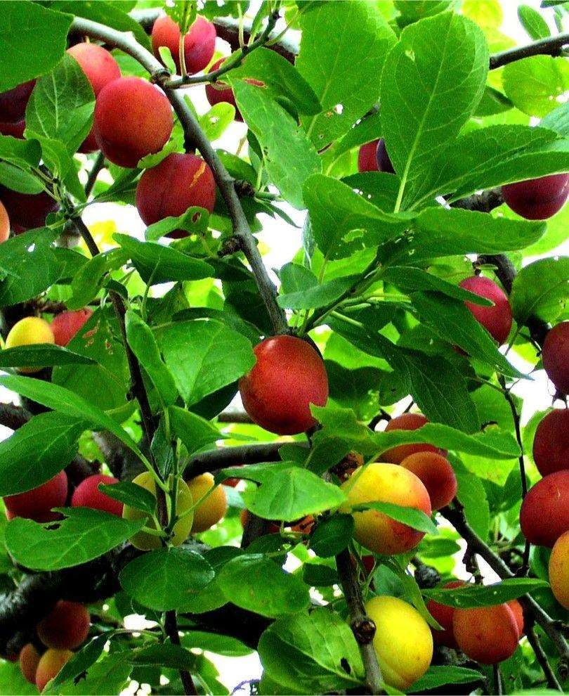 Early Laxton European Plum 3 Early Laxton European Plum