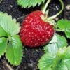 Marshall Strawberry -Plant And Fruit Tree Store e470 marshall strawberry 1 1