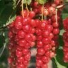 Jonkheer Van Tets Currant -Plant And Fruit Tree Store e760 1
