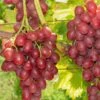 Einset Seedless Grape 2 Einset Seedless Grape -Plant And Fruit Tree Store einset grape 1