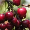 English Morello Cherry -Plant And Fruit Tree Store english morello 2