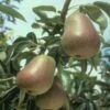 Harrow Delight European Pear 2 Harrow Delight European Pear -Plant And Fruit Tree Store epear harrow delightr