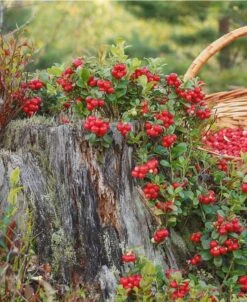 Erntesegen Lingonberry