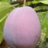 Ersinger European Plum -Plant And Fruit Tree Store ersinger