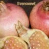 Eversweet Pomegranate -Plant And Fruit Tree Store eversweet