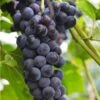 Faith Seedless Grape -Plant And Fruit Tree Store faith grape