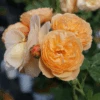 FLAVORETTE™ Honey-Apricot Rose -Plant And Fruit Tree Store falvapri2