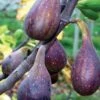 Nordland Fig -Plant And Fruit Tree Store figs d353 nordland 1 1