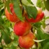 Flavortop Nectarine -Plant And Fruit Tree Store flavortop