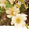 Michelia Doltsopa "Fairy Cream" -Plant And Fruit Tree Store fmcream