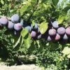 Gras Ameliorat European Plum 2 Gras Ameliorat European Plum -Plant And Fruit Tree Store ga1