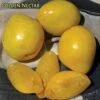 Golden Nectar Asian Plum -Plant And Fruit Tree Store golden nectar
