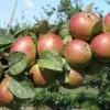 Combination Cider Apple Tree (3 Varieties) -Plant And Fruit Tree Store granniwinkle 1