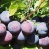 Gras Romanesc European Plum -Plant And Fruit Tree Store gras romanesc 1