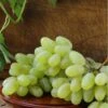 Gratitude Seedless Grape 2 Gratitude Seedless Grape -Plant And Fruit Tree Store gratitude grape