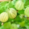 Pixwell Gooseberry -Plant And Fruit Tree Store green gooseberry