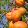 Harglow Apricot 1 Harglow Apricot -Plant And Fruit Tree Store harglow apricot