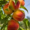 Harken Peach -Plant And Fruit Tree Store harken peach