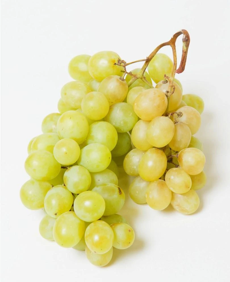 Himrod Seedless Grape 3 Himrod Seedless Grape