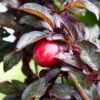 Hollywood Asian Plum -Plant And Fruit Tree Store hollywood plum 1 1