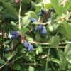 Blue Mistâ„¢ Honeyberry 1 Blue Mistâ„¢ Honeyberry -Plant And Fruit Tree Store honeyberries2