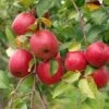 Akane And Honeycrisp Mini Orchard Bundle (3 Trees) 1 Akane And Honeycrisp Mini Orchard Bundle (3 Trees) -Plant And Fruit Tree Store honeycrisp