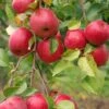 Easy-Grow Orchard Honeycrisp Apple Bundle (3 Trees) -Plant And Fruit Tree Store honeycrisp 517a3490 75fd 4bf8 b854 5bab00bd307c