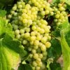 Hope Seedless Grape -Plant And Fruit Tree Store hope grape 1