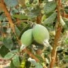 Ramsey Guava -Plant And Fruit Tree Store how to grow pineapple guava feijoa feature 24034da0 14c5 469f a6d0 4e2c550b3709