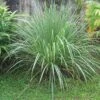 Lemon Grass -Plant And Fruit Tree Store httpraintreenursery netplemon grass1 1