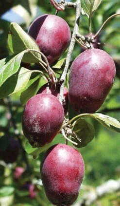 Hansen's Red Fleshed Crabapple -Plant And Fruit Tree Store httpraintreenursery.netpa600 red fleshed crab1
