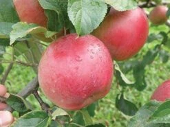 Wolf River Apple -Plant And Fruit Tree Store httpraintreenursery.netpa720s wolfriver1 cc2662c6 b61b 4ab0 b8a8 42e171eb72fb