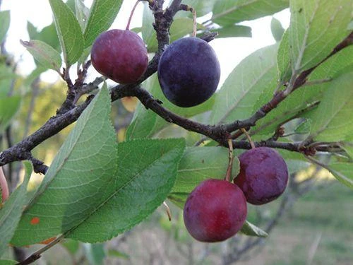 Premier Beach Plum 3 Premier Beach Plum