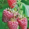 Tulameen Raspberry -Plant And Fruit Tree Store httpraintreenursery.netpbest tulameen1