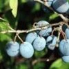 Jersey Beach Plum 1 Jersey Beach Plum -Plant And Fruit Tree Store httpraintreenursery.netpc305