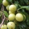 Yellow Roadside Plum -Plant And Fruit Tree Store httpraintreenursery.netpc324
