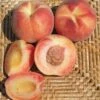 Tri Lite Peach/Plum 2 Tri Lite Peach/Plum -Plant And Fruit Tree Store httpraintreenursery.netpc351