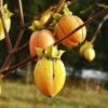 Saijo Persimmon -Plant And Fruit Tree Store httpraintreenursery.netpd260 01