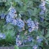 Aurora Blueberry 1 Aurora Blueberry -Plant And Fruit Tree Store httpraintreenursery.netpe201 aurora