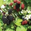 Loch Ness Thornless Blackberry -Plant And Fruit Tree Store httpraintreenursery.netpe550 021