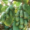 Jumbo Hardy Kiwi 2 Jumbo Hardy Kiwi -Plant And Fruit Tree Store httpraintreenursery.netph430 031