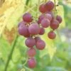 Hungarian Seedless Grape 2 Hungarian Seedless Grape -Plant And Fruit Tree Store httpraintreenursery.netphungarian grape2