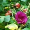 Scabrosa Rose -Plant And Fruit Tree Store httpraintreenursery.netpl680 01