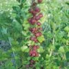 Leepared Gooseberry 1 Leepared Gooseberry -Plant And Fruit Tree Store httpraintreenursery.netpleepared gooseberry