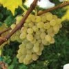 Neptune Seedless Grape 2 Neptune Seedless Grape -Plant And Fruit Tree Store httpraintreenursery.netpneptunegrape1