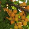 Hunza Apricot -Plant And Fruit Tree Store hunza apricot