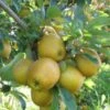 Hudson's Golden Gem Apple -Plant And Fruit Tree Store husdon gigapixel standard scale 6 00x f9128a9d 8164 44ce b011 ef80ba502dff
