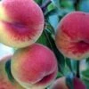 HW 272 Peach 2 HW 272 Peach -Plant And Fruit Tree Store hw 272 peach